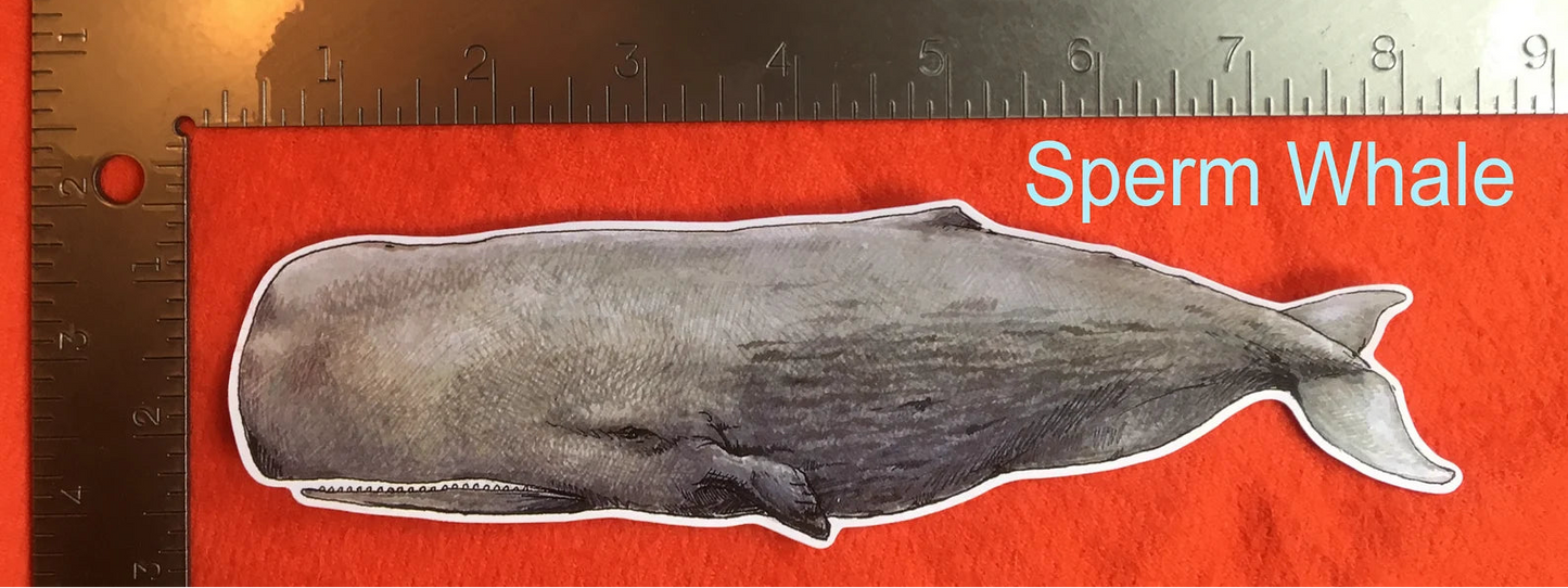 Sperm Whale sticker by Rosie Ferne Designs
