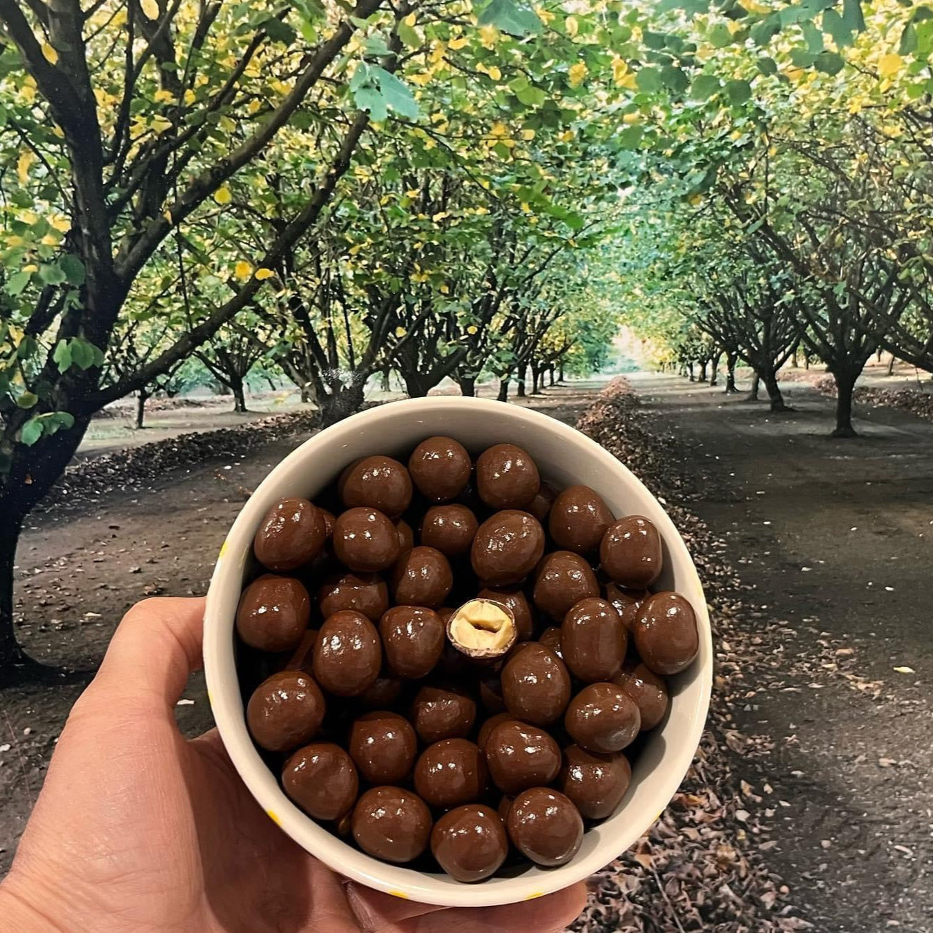 Dark Chocolate Covered Hazelnuts