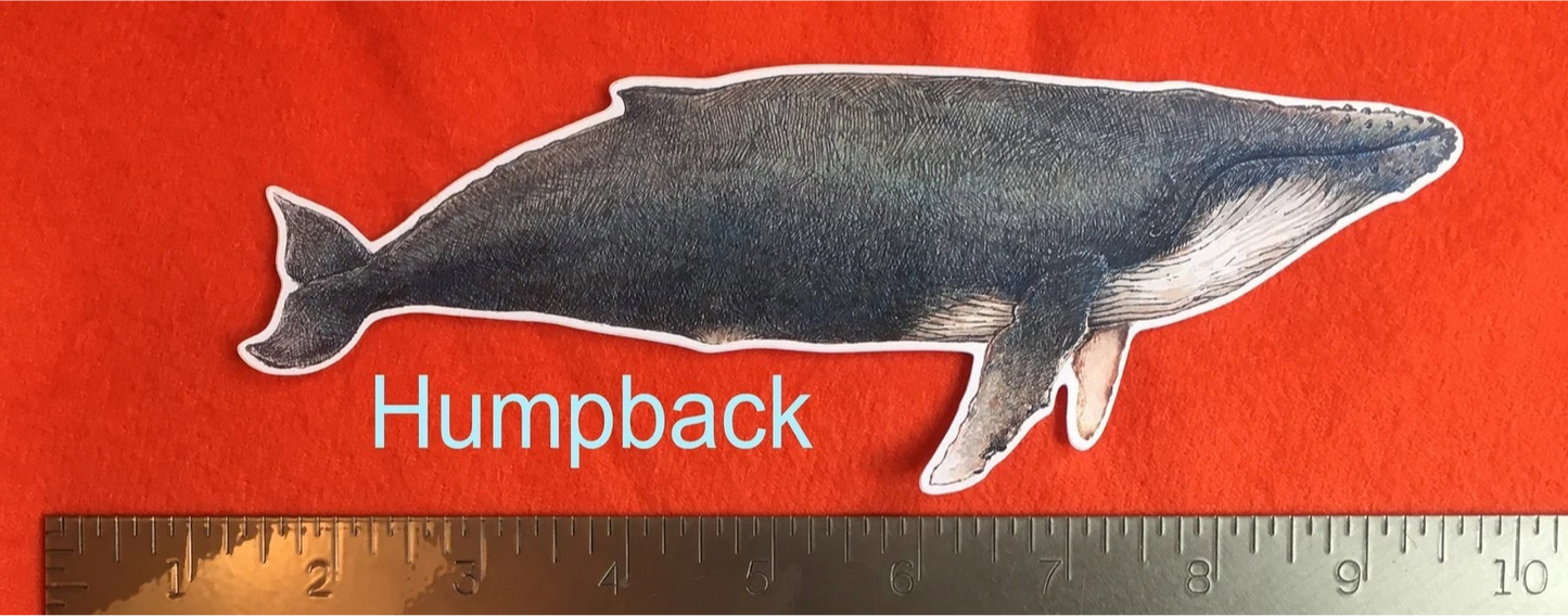 Humpback Whale sticker by Rosie Ferne Designs