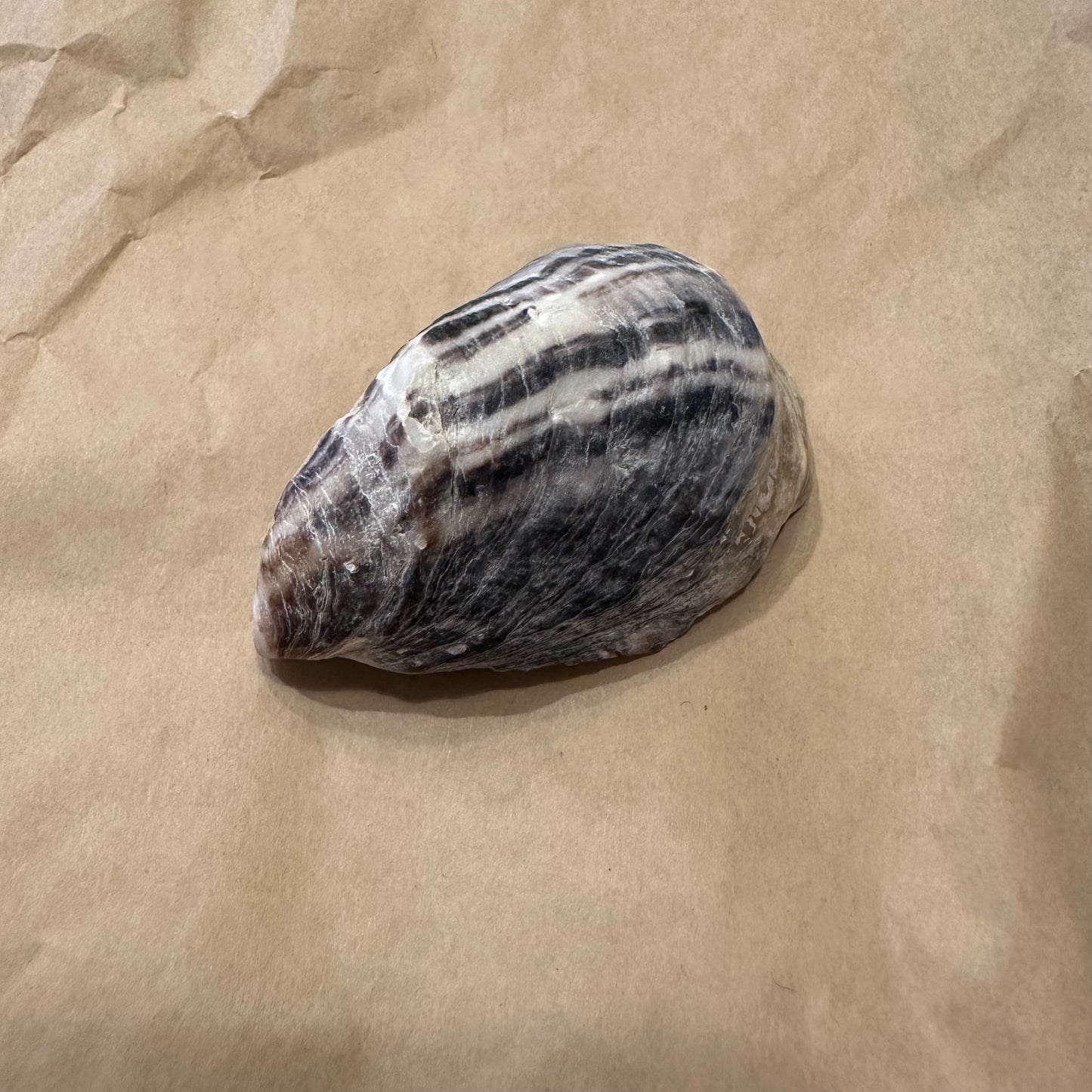 Pet Oysters