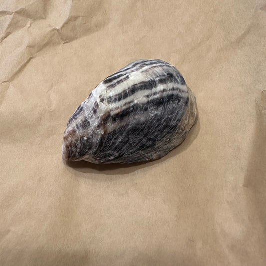 Pet Oyster