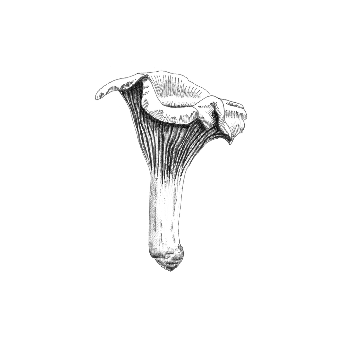 Black and white illustration of a mushroom on a white background
