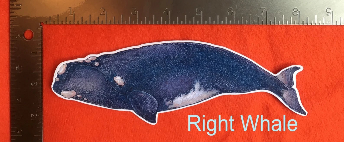 Right Whale sticker by Rosie Fern Designs