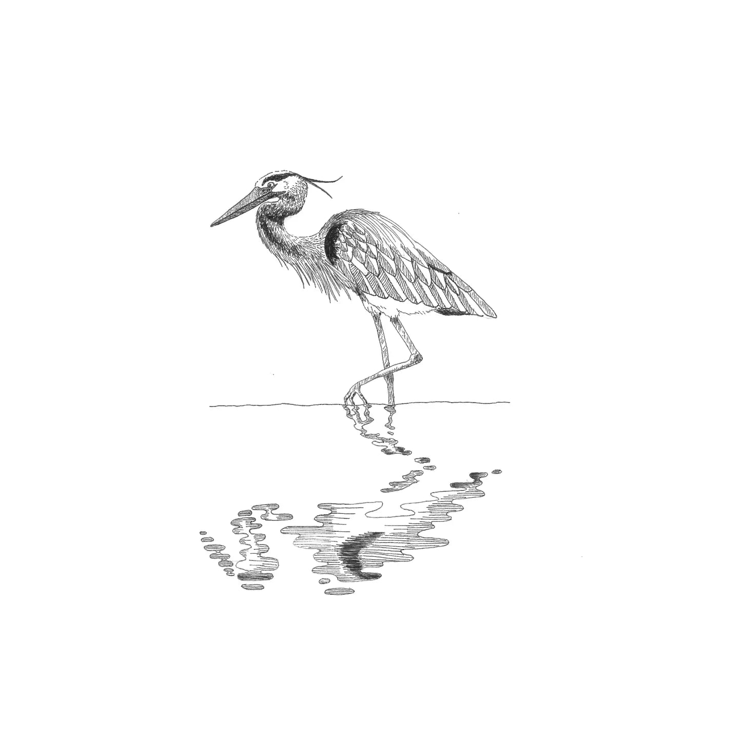 Detailed black and white illustration of a heron standing in water.