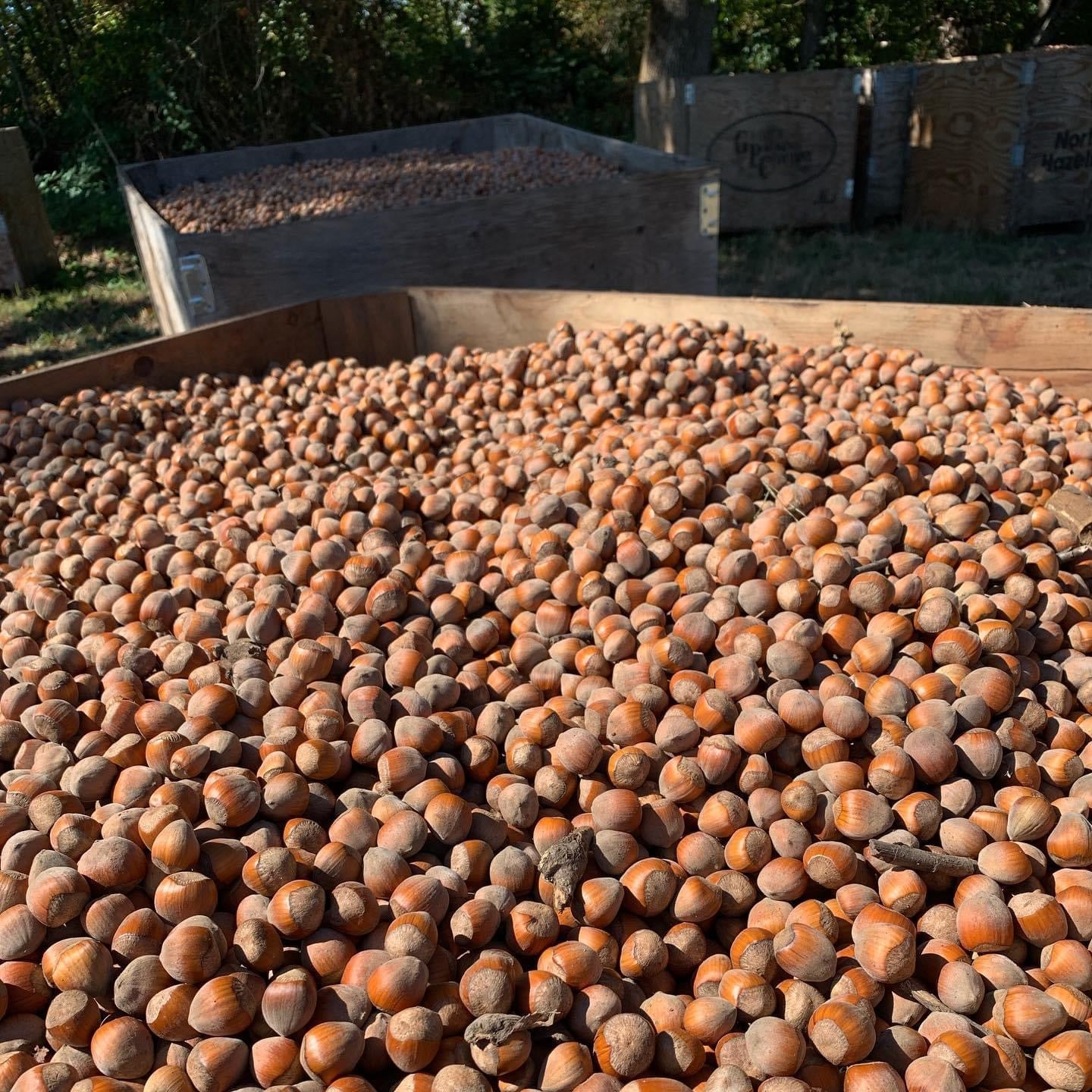 Large pile of hazelnuts in a wooden crate with blurred background