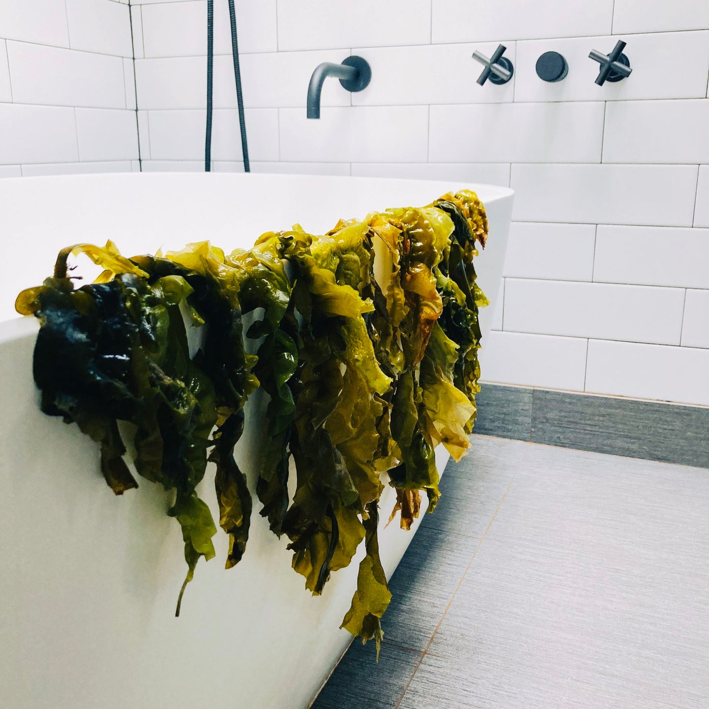 Big ribbons of dark green seaweed hanging off the side of a big white bathtub, in a room with white tiled walls