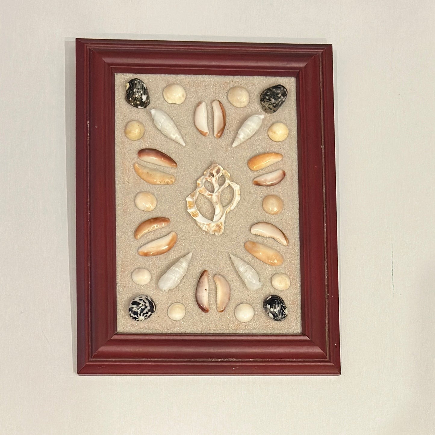Framed collection of shells on a beige background