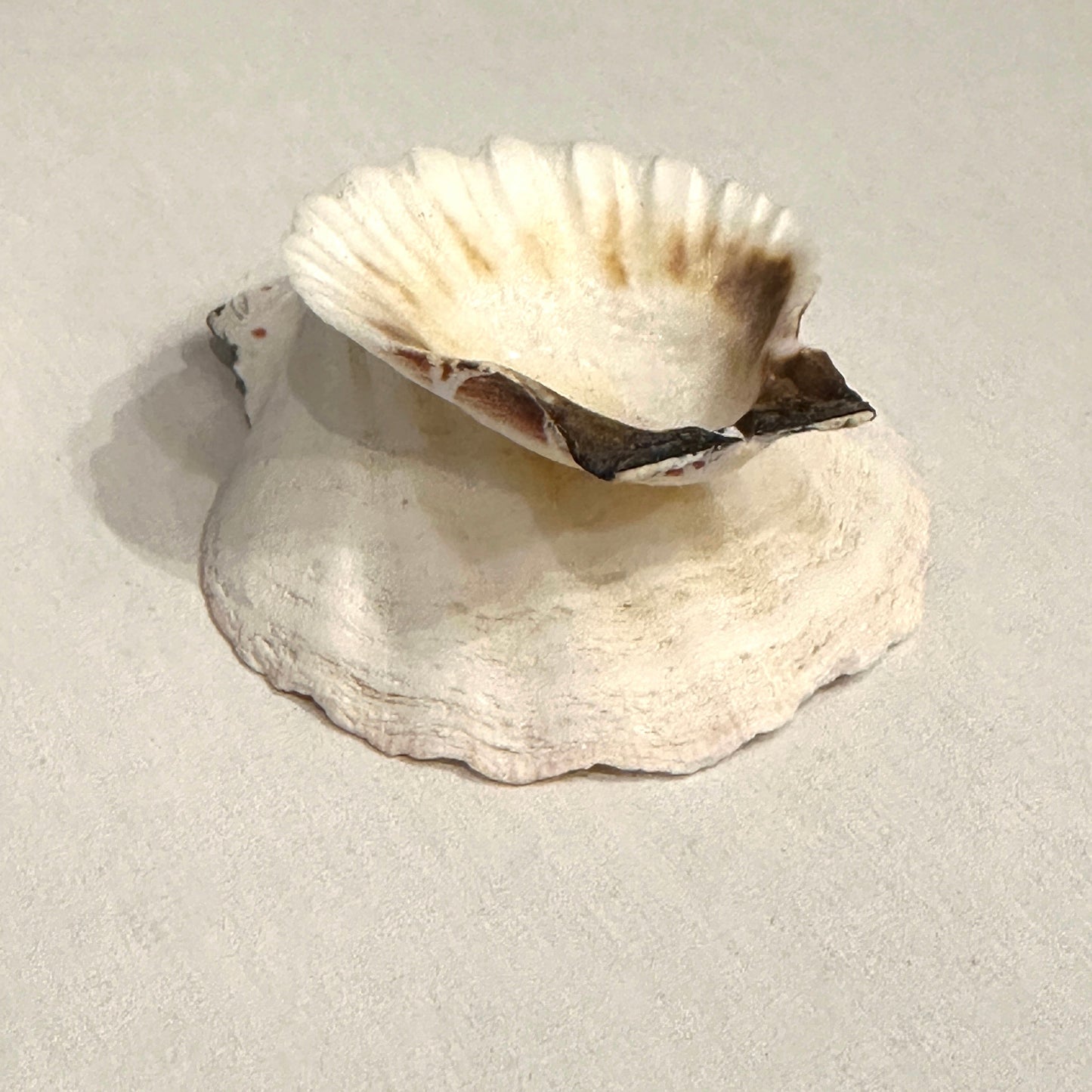 Shell Ring Dish by Jeff Clark