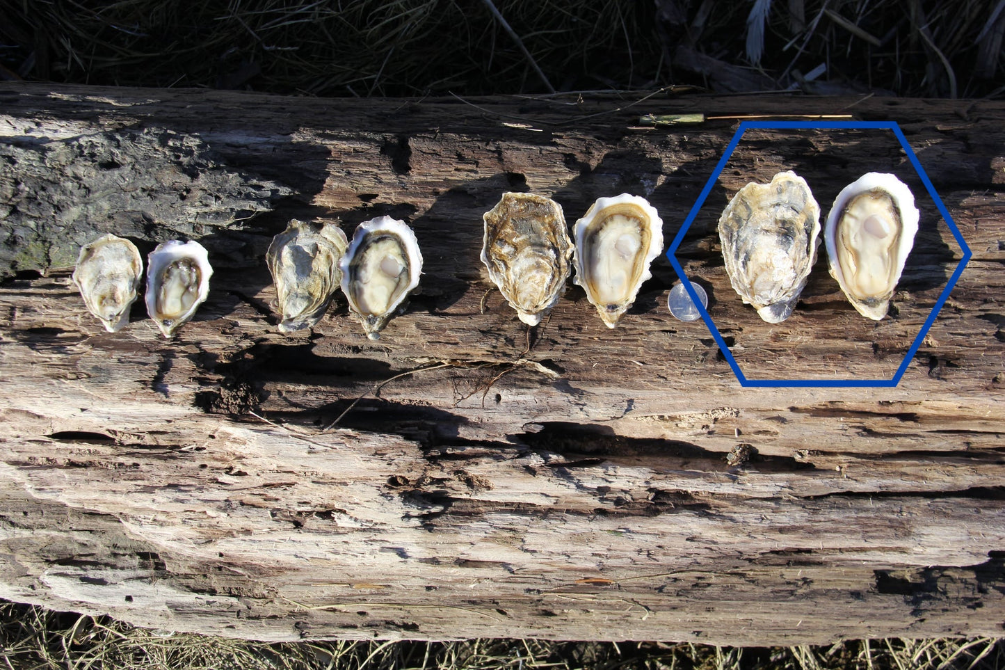 "Standing Wave" Large Pacific Oysters from Similk Bay