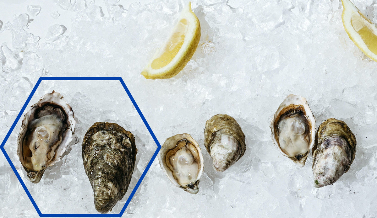 "Tubby" Large Pacific Oysters from Skagit Bay