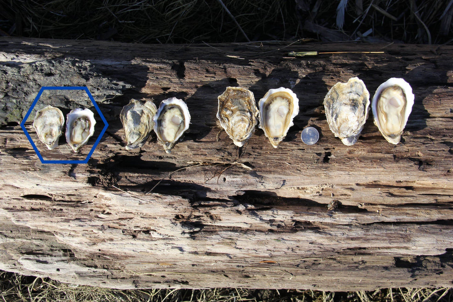 "Sea Spray" XS Pacific Oysters from Similk Bay (perishable)