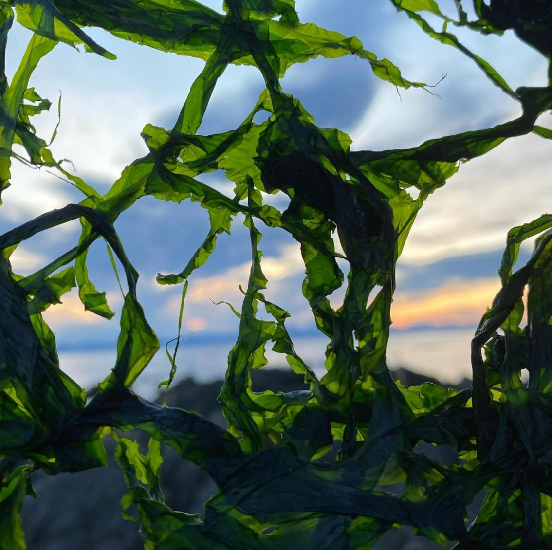 SEAWEED