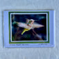 “Female Rufous Hummer" - Whidbey Photo Greeting Card