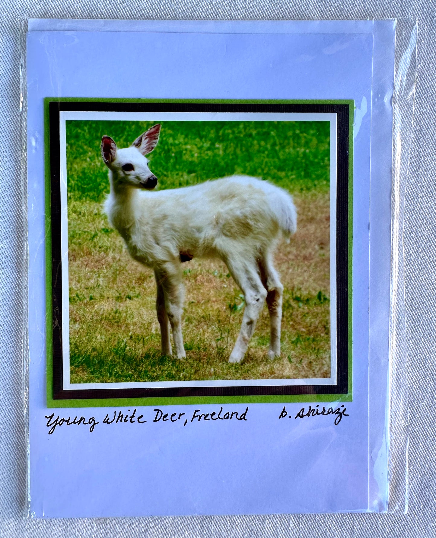 “Young White Deer, Freeland" - Whidbey Photo Greeting Card