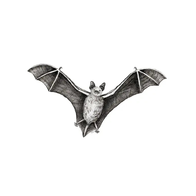 Black and white illustration of a bat on a white background