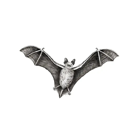 Black and white illustration of a bat on a white background