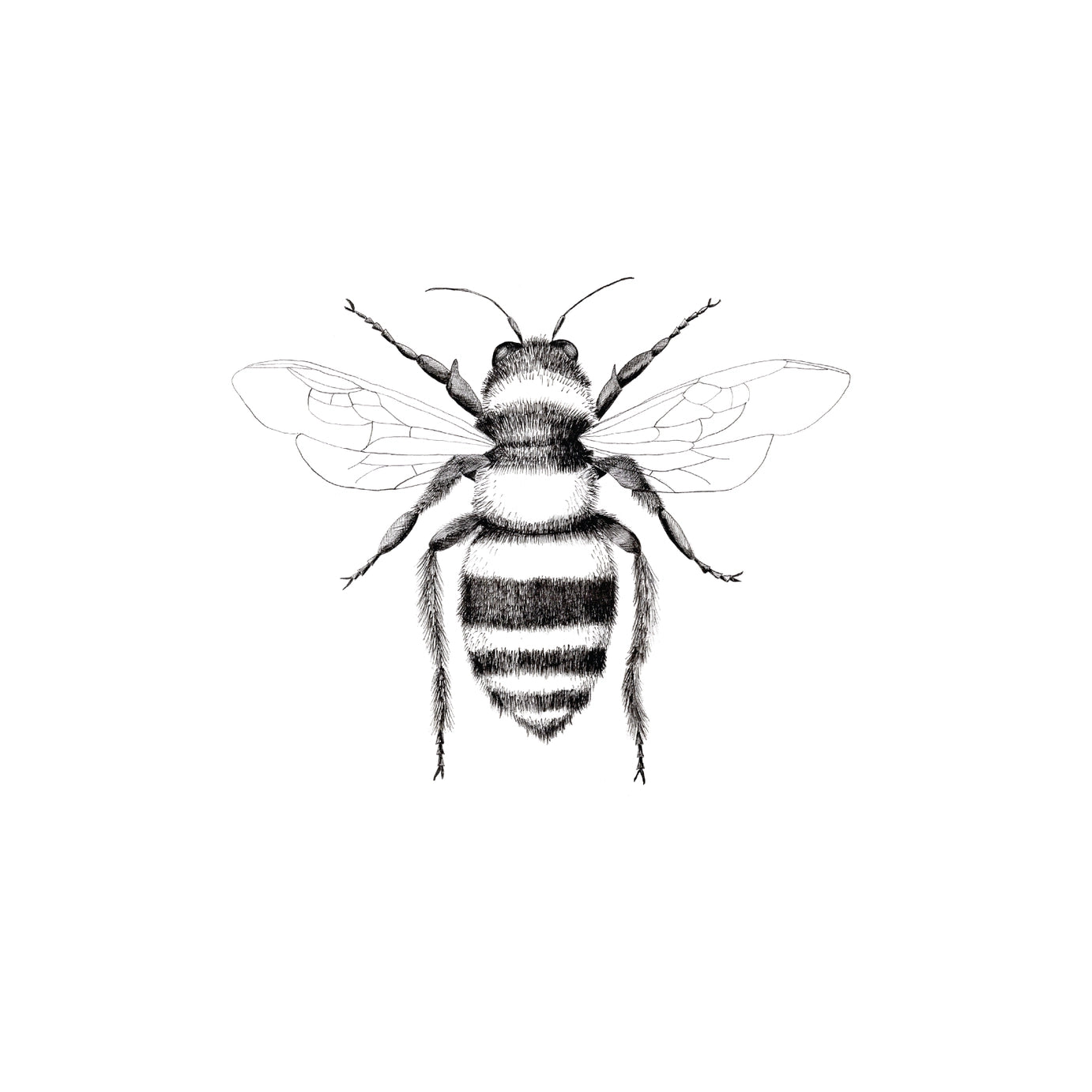 Detailed black and white illustration of a bee on a white background