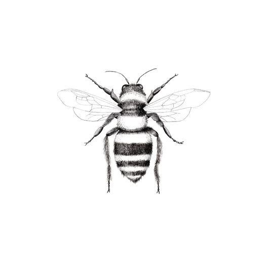 Detailed black and white illustration of a bee on a white background