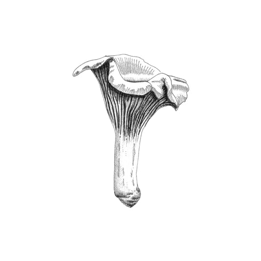 Black and white illustration of a mushroom on a white background