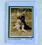 “Not-So-Wiley Coyote" - Whidbey Photo Greeting Card