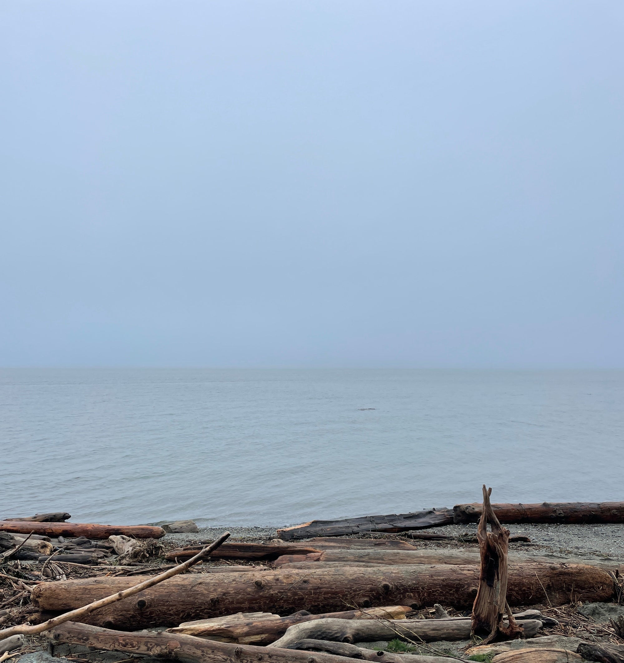 Driftwood on a beach with a foggy blue sky