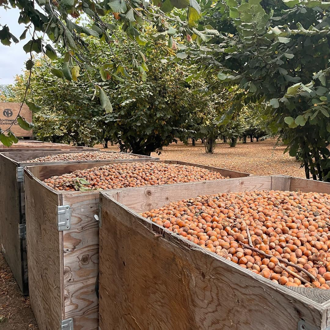 Wooden crates filled with harvested hazelnuts in a orchard.