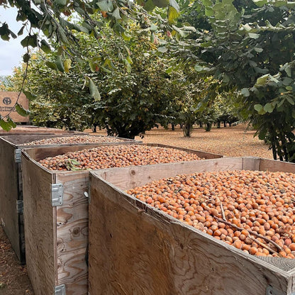 Wooden crates filled with harvested hazelnuts in a orchard.