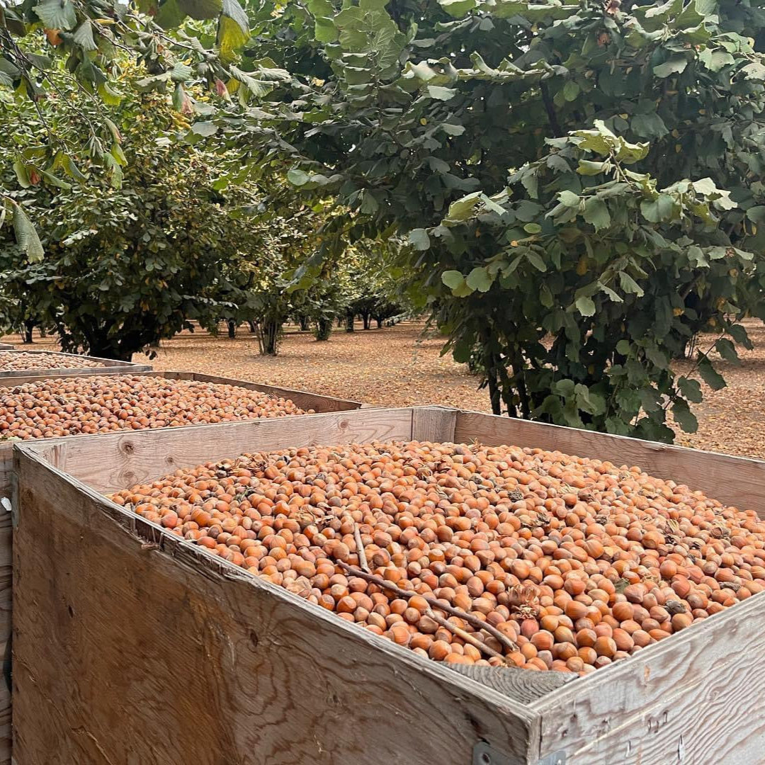 Wooden crates filled with harvested hazelnuts in a orchard.
