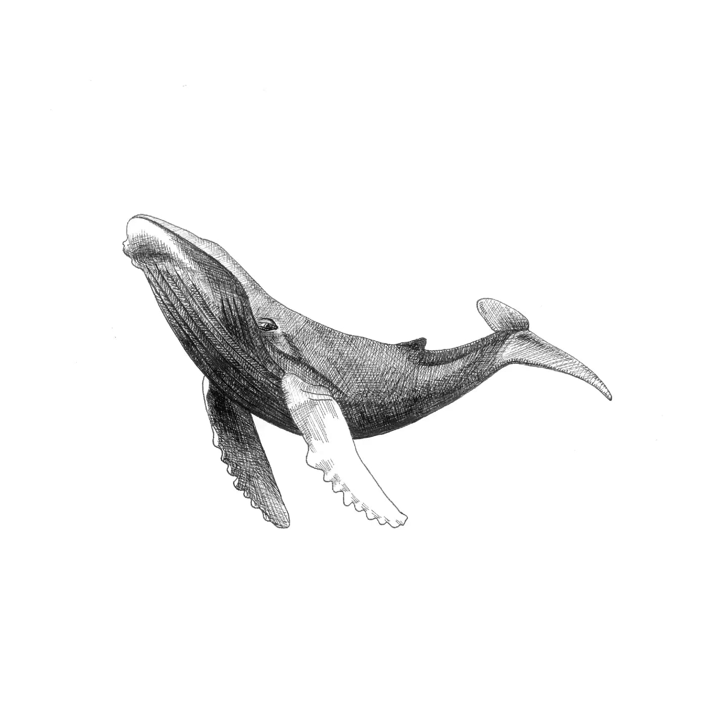 Black and white illustration of a whale on a white background