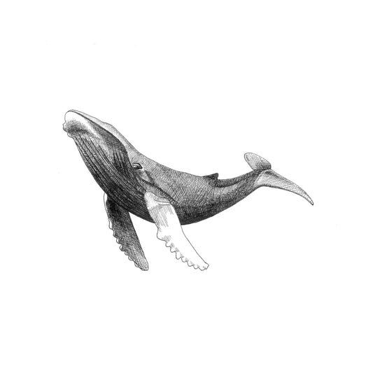 Black and white illustration of a whale on a white background