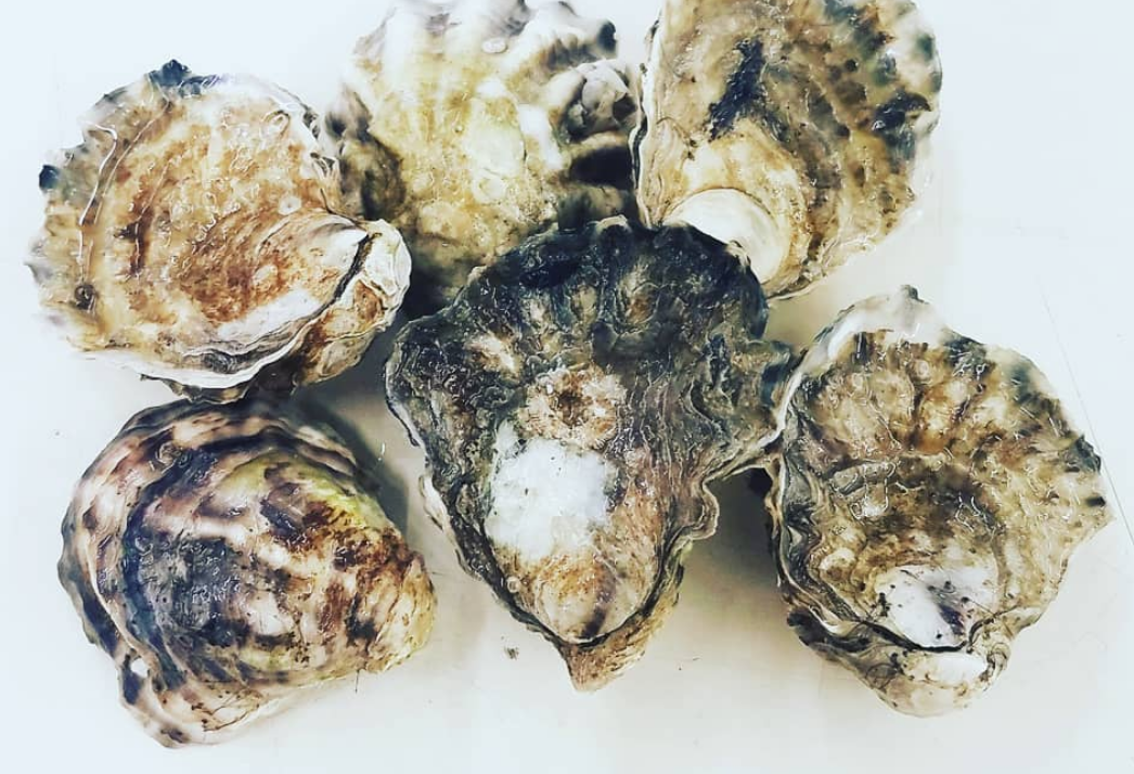 Dozen Oysters of the Month Subscription