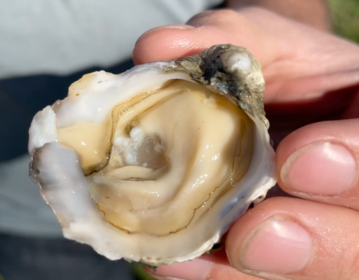 Dozen Oysters of the Month Subscription