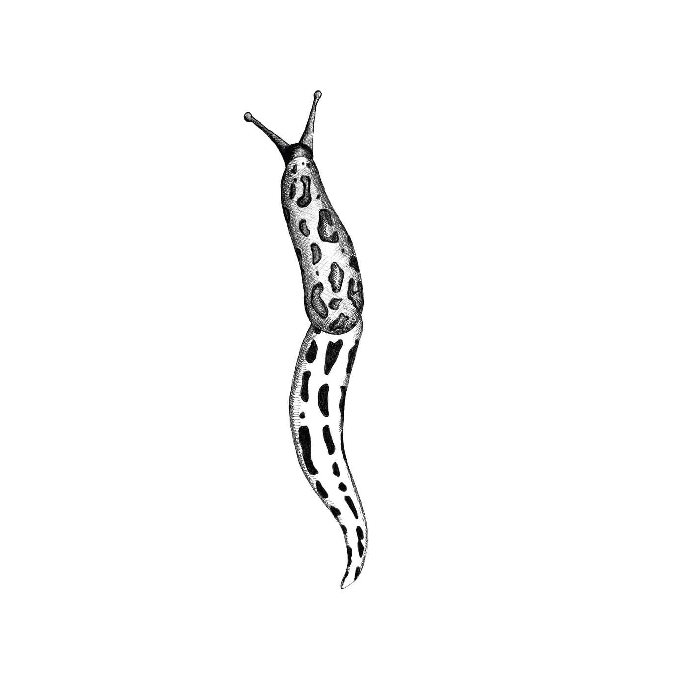 Black and white illustration of a slug on a white background