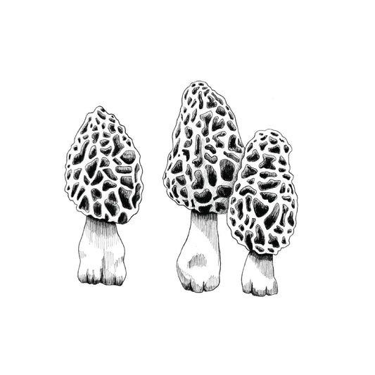 Black and white illustration of three morel mushrooms on a white background