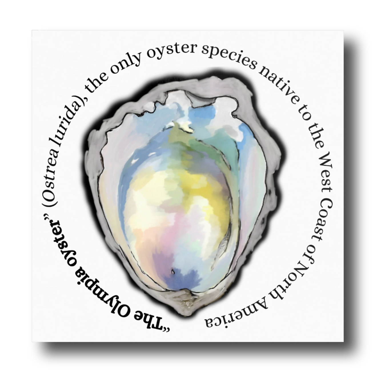 Print of a colorful oyster shell with the words "The Olympia oyster" (Ostrea lurida), the only oyster species native to the West Coast of North America
