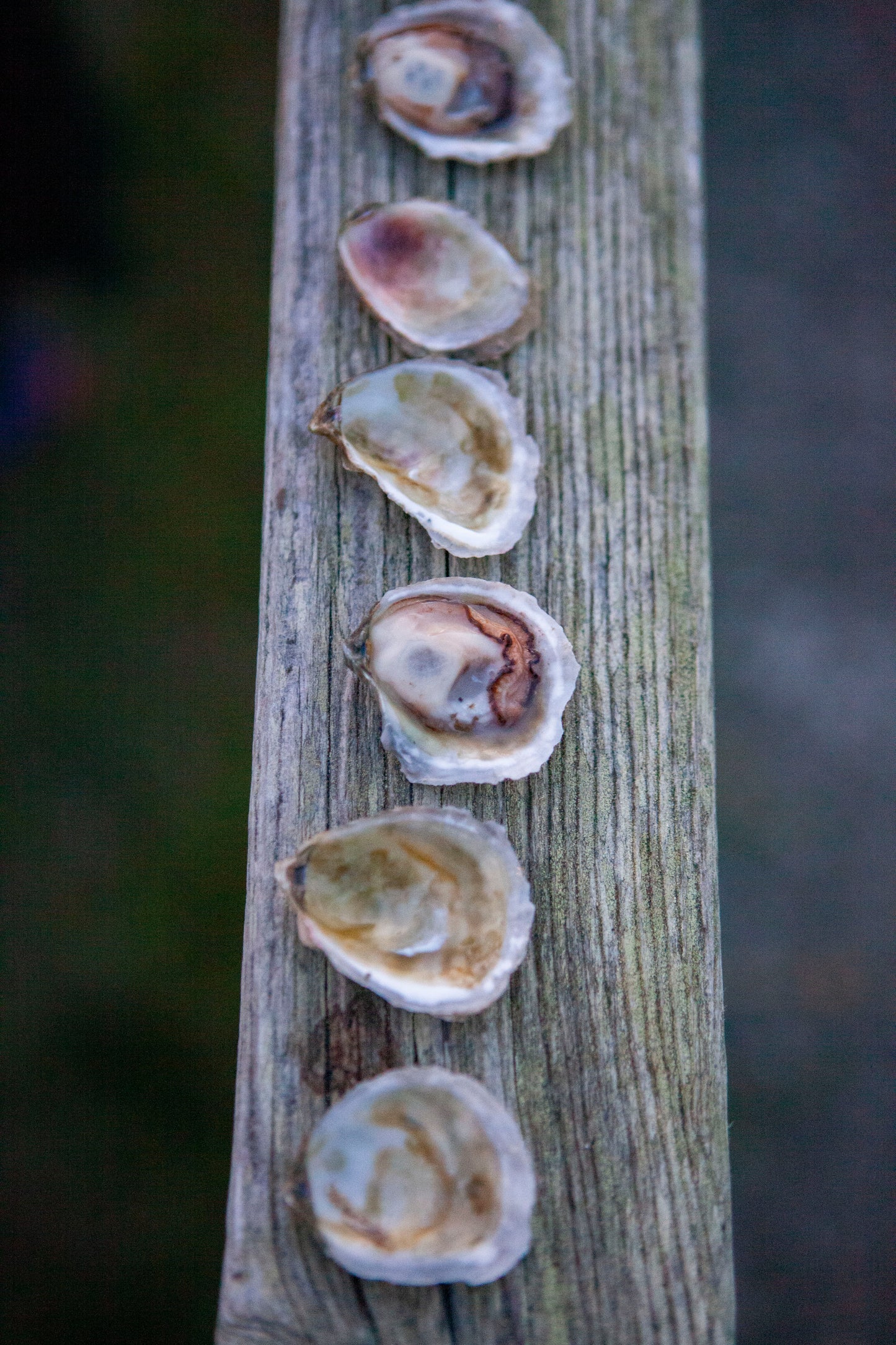 "Holy Smoly" Olympia Oysters from Similk Bay (perishable)