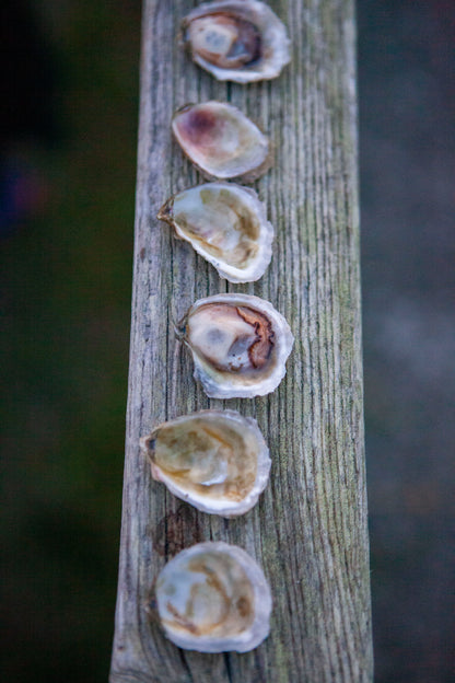 "Holy Smoly" Olympia Oysters from Similk Bay (perishable)