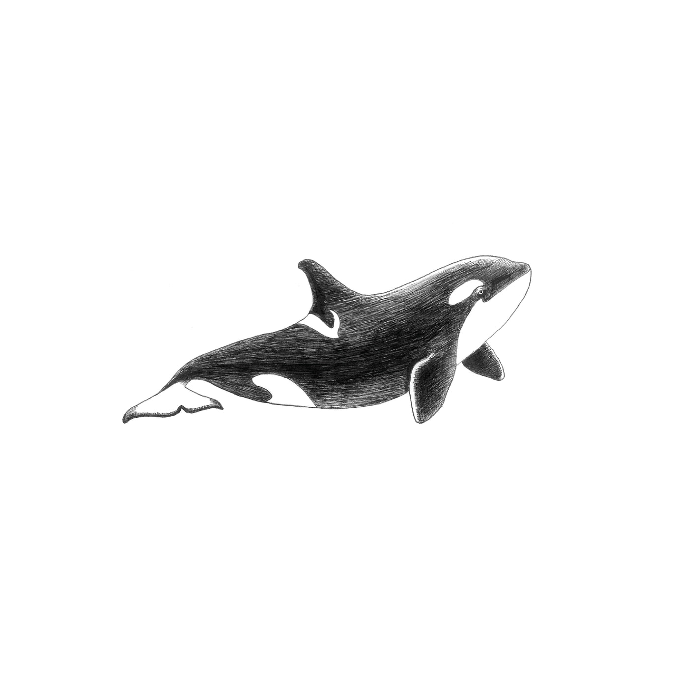 Black and white illustration of an orca whale on a white background