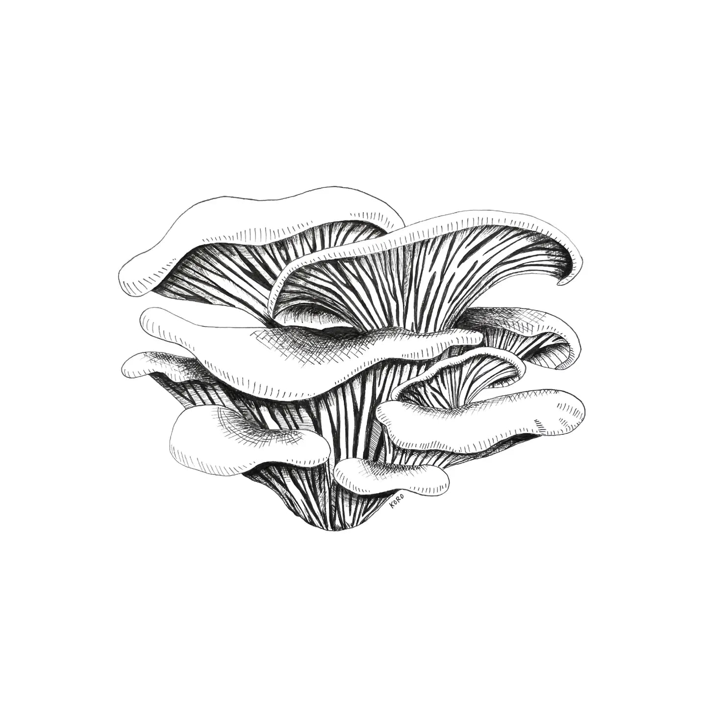 Black and white illustration of oyster mushrooms on a white background