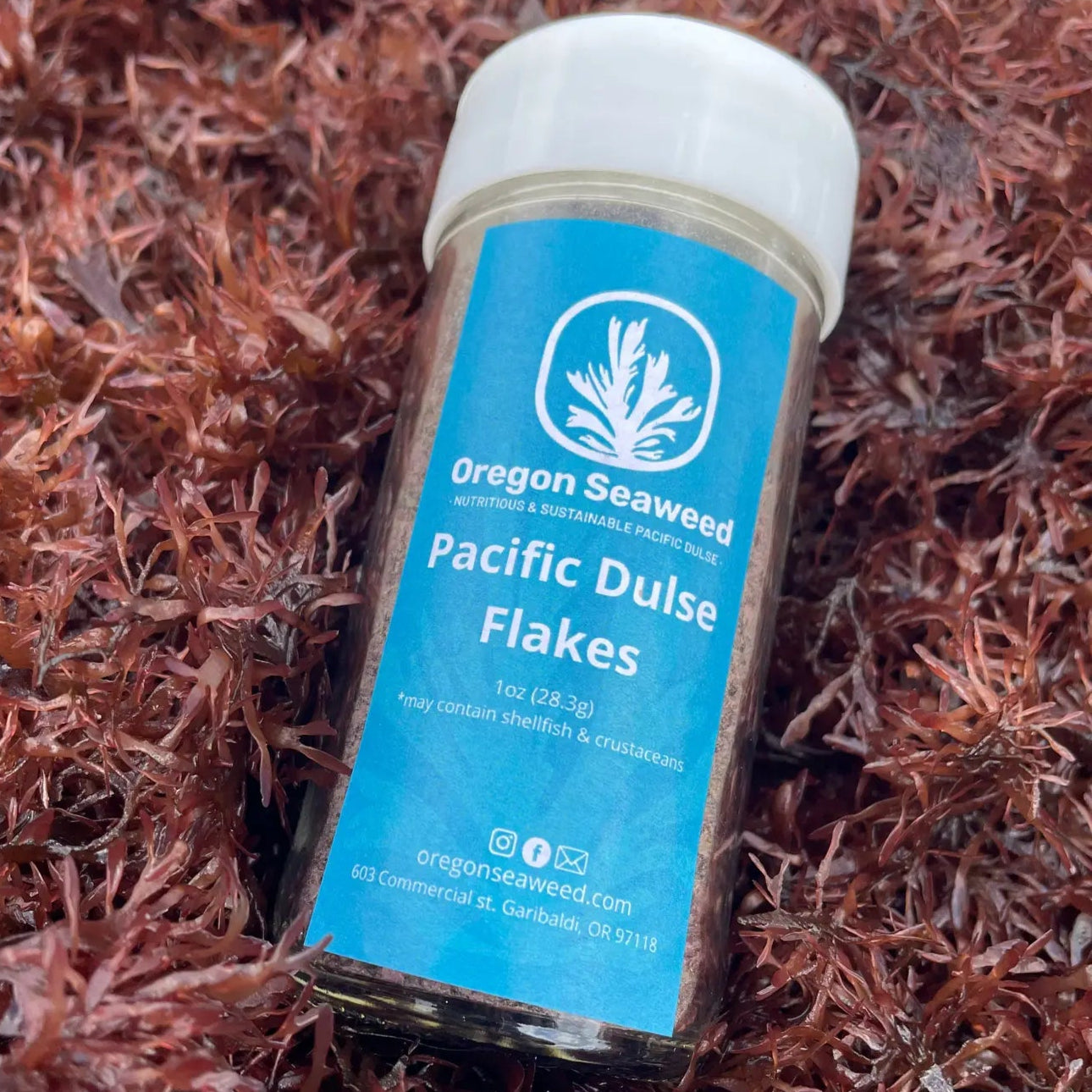 In a bed of brown leafy seaweed is a glass bottle with white lid and bright blue label that says "Oregon Seaweed / Pacific dulse Flakes" (and other text that is too small to read)