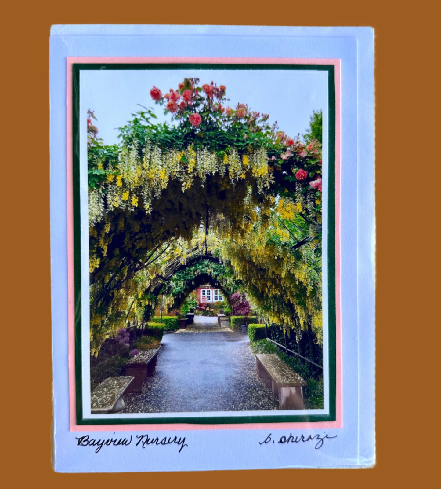 Photo of the Laburnum flowers arbor at Bayview Garden, attached to a white greeting card with the handwritten words "Bayview Nursery, B Shirazi"