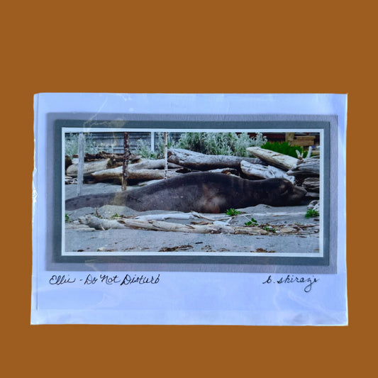 Photo of a sea lion napping on the beach, attached to a white greeting card with the handwritten words "Ellie - Do Not Disturb, B Shirazi"