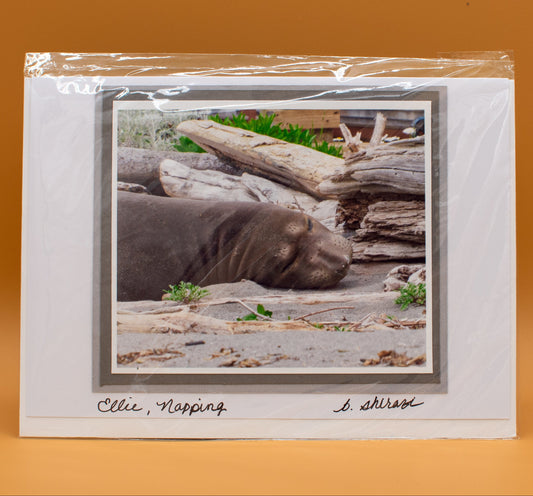 Photo of a sea lion napping on the beach with driftwood, attached to a white greeting card with the handwritten words "Ellie, Napping, B Shirazi"