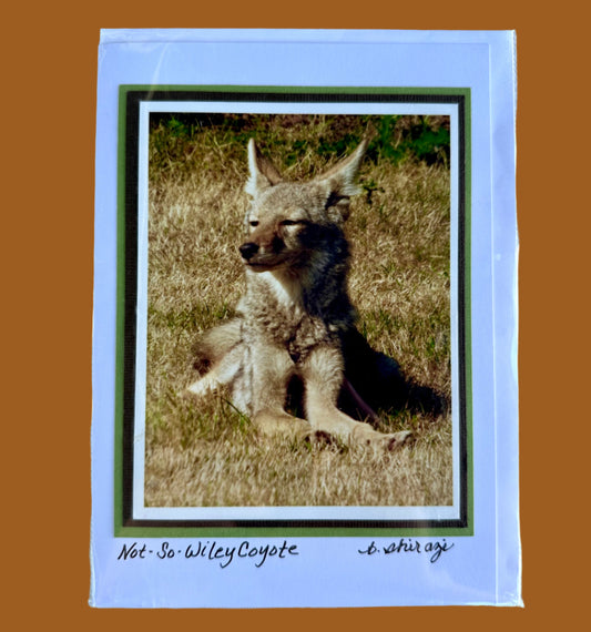 Photo of a coyote lying on the grass in the sunshine, attached to a white greeting card with the handwritten words "Not-So-Wiley Coyote, B Shirazi"