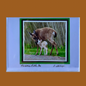 Photo of a brown deer with a smaller white fawn, attached to a white greeting card with the handwritten words "Precious Little One, B Shirazi"