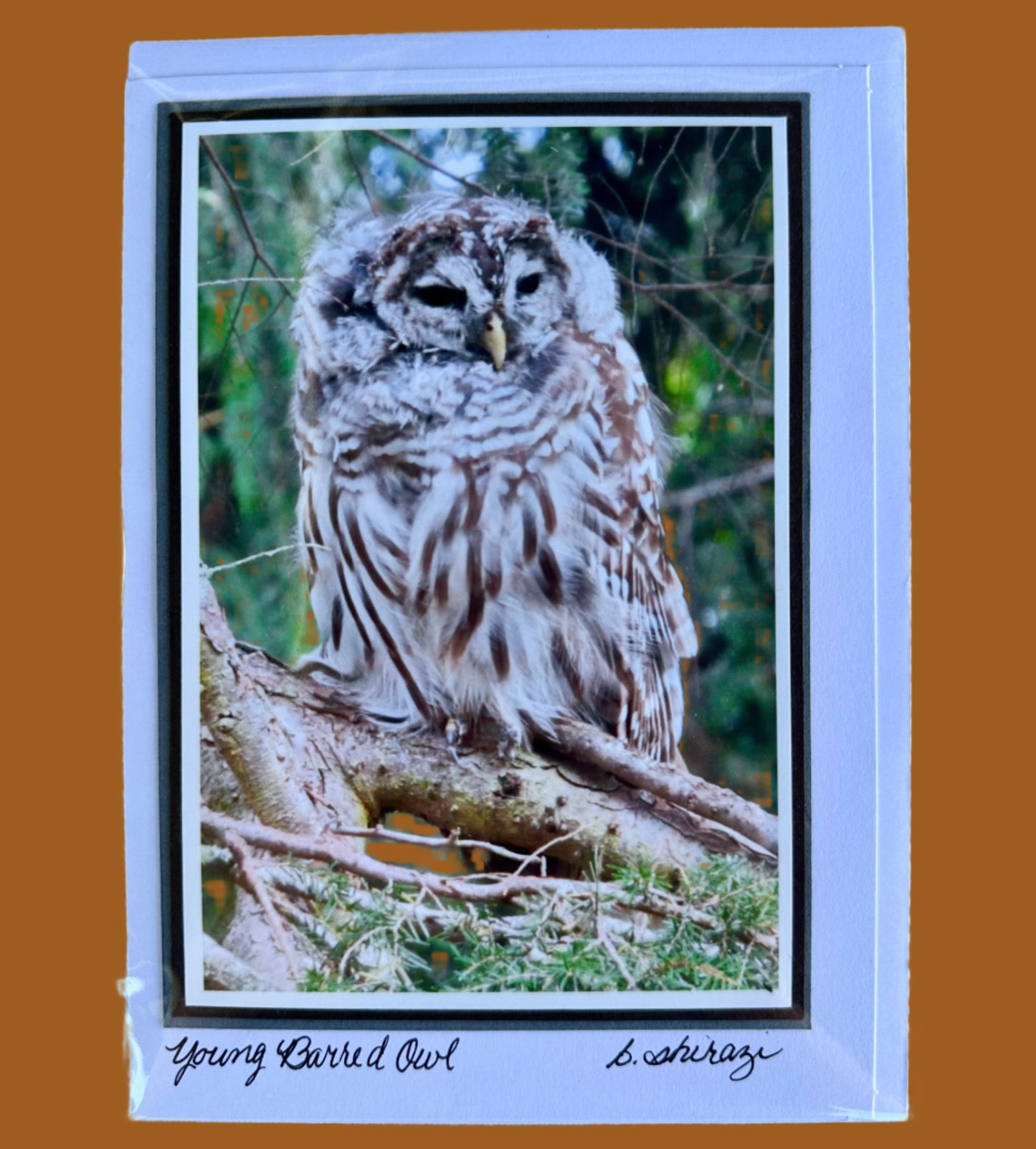 Photo of a young barred owl on a tree branch, attached to a white greeting card with the handwritten words "Young Barred Owl, B Shirazi"