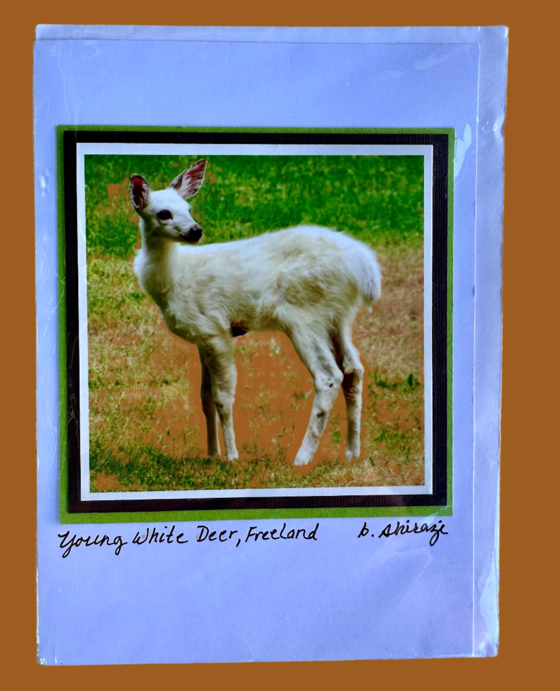 Photo of a young white deer standing in the grass, attached to a white greeting card with the handwritten words "Young White Deer, Freeland, B Shirazi"