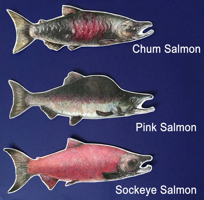 Salmon Stickers