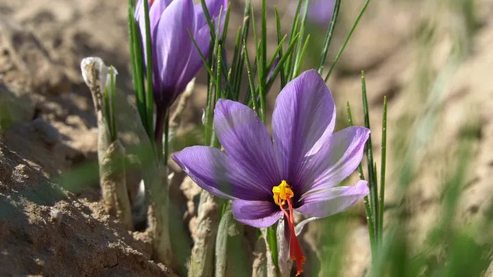 Organic Saffron