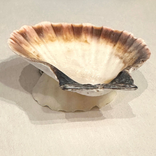 Shell Ring Dish by Jeff Clark